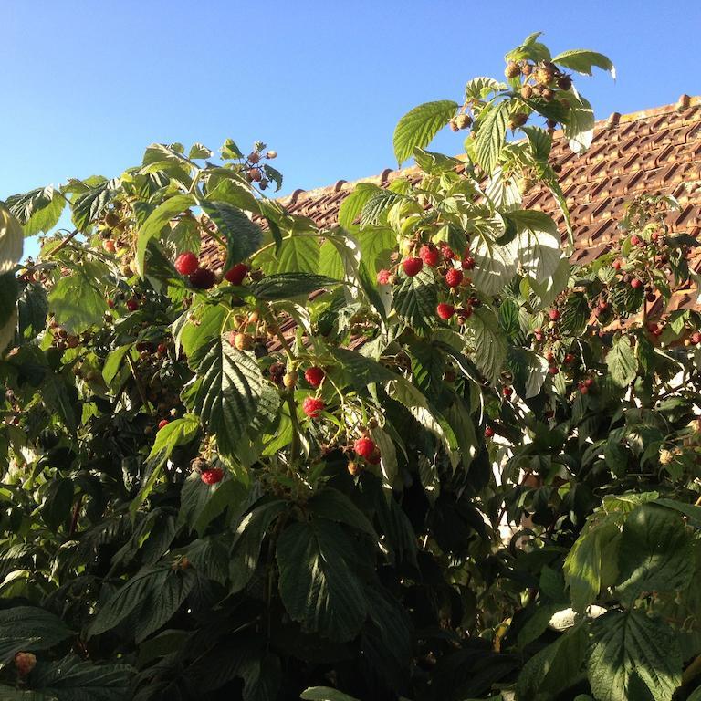 Gites Les Rainettes Vienne-en-Bessin Exterior photo